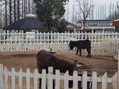 -前小桔亲子创意农场·草莓采摘·露营烧烤