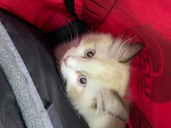 -安安宠物医院(情缘分院)