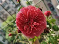 -星巴克(天津佛罗伦萨小镇店)