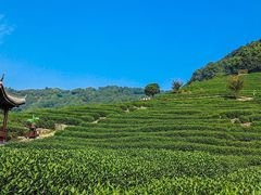 -龙井壹号·茶缘山景宴(龙井村店)