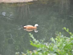 -长白岛森林公园