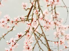 -桃花堤公园