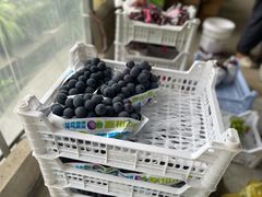 -马陆小张葡萄园农家乐