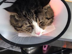 -荔康动物医院(康王北路店)