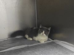 -嘉馨宠物医院·CT影像转诊·心脏科·犬猫全科诊疗中心(下沙大学城院区)