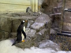 -迪拜水族馆及水下动物园