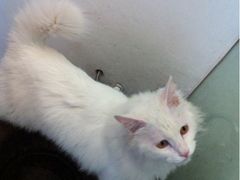 -Babycat私家御饼屋(龙头路一店)