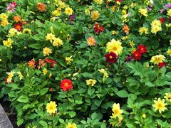 -黑龙江省森林植物园
