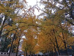 -三里屯东五街银杏大道