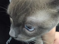 -纳吉亚猫专科动物诊疗中心(蒋宅口分院)