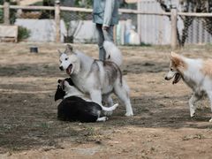 -爪吧宠物乐园 (温榆河示范区店)