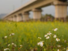 -光明小镇欢乐田园