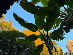 -南京民俗博物馆(甘熙故居)