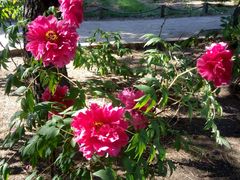 android_upload_pic-沈阳植物园