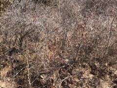 -碓臼峪自然风景区