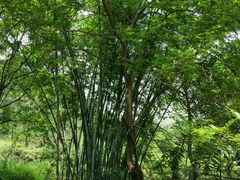 -田心森林公园
