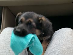 -宠颐生动物医院·心脏科·保险定点(锦阳分院)