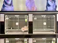 -翊宠yipet猫狗购宠庄园