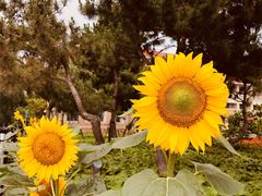 -老虎石海上公园