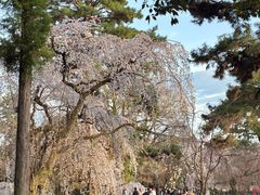 -京都御所