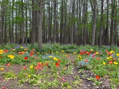 -上海共青森林公园