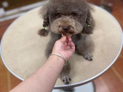 -鑫艺宠物美容培训学校