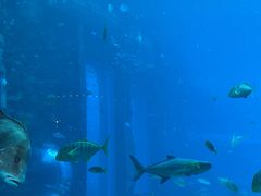 -亚特兰蒂斯•OSSIANO奥西亚诺海底餐厅