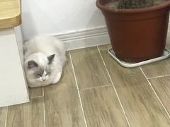 -李小姐の猫咖啡馆(五角场店)