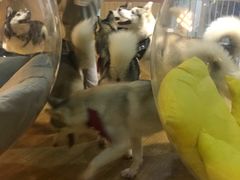 -Husky Go! 哈士奇体验馆·宠物咖啡厅狗咖