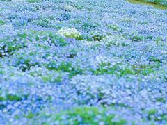-上海辰山植物园