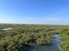 -北海金海湾红树林生态旅游区