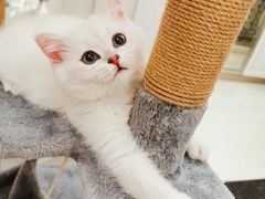 -lincat·猫舍(广州店)