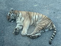 -大连森林动物园