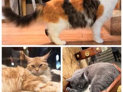 -more than meow吴止猫主题餐厅(承德 中船汇店)