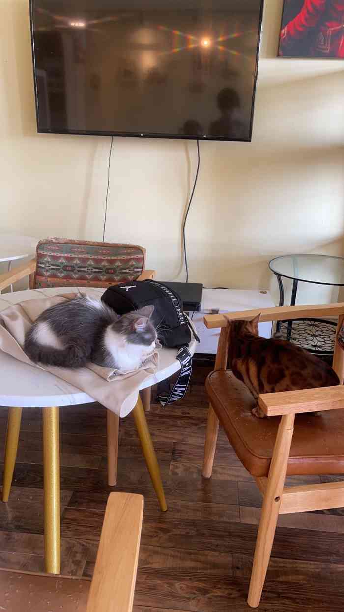 衔蝉猫咖·撸猫·桌游·剧本-"感觉每只猫咪都肥肥的～手上要是没有吃