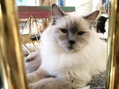 -喵喵咪呀布偶猫咖(春熙路店)