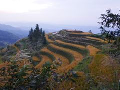 -紫鹊界梯田景区
