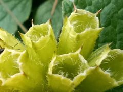 -秦岭终南山世界地质公园翠华山景区