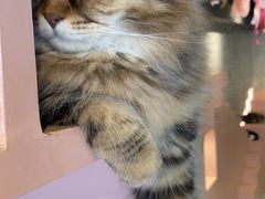 -猫儿山۰猫主题餐厅
