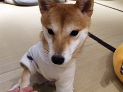 -逗柴咖啡屋·狗咖猫咖宠物桌游