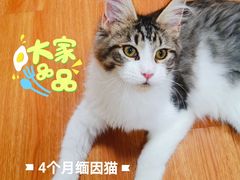 -十年猫舍·猫咪专门店(普陀店)