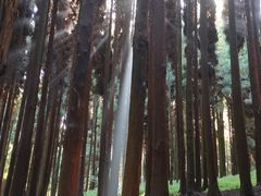 -武陵山森林公园