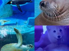 -海合安成都极地海洋公园
