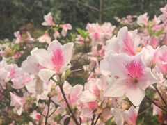 -中山大学学者灵芝(园南路店)