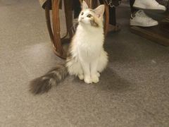 -猫色咖啡·猫咖