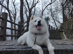 -紫金山天文台