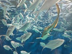 -上海海洋水族馆