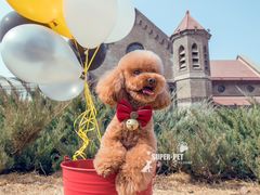 -超宠爱宠物摄影-Super pet