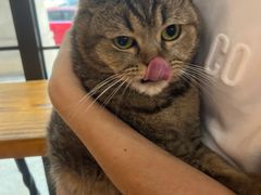 -美联众合宠物医院·爱萌分院·内外科·猫科中心