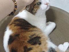 -东方体育中心(地铁站)